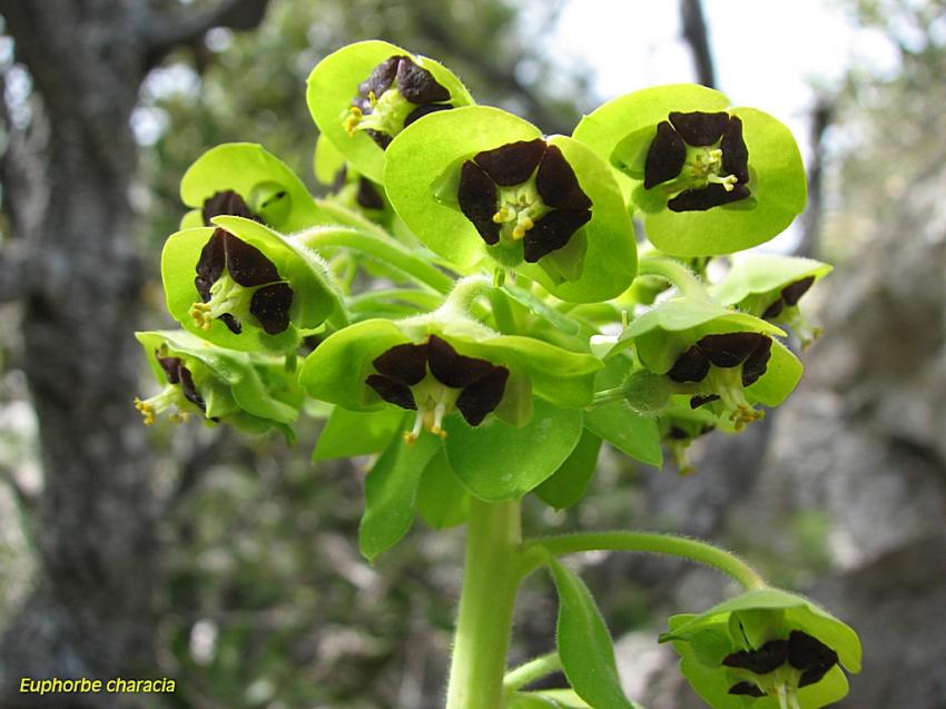 Euphorbe characia