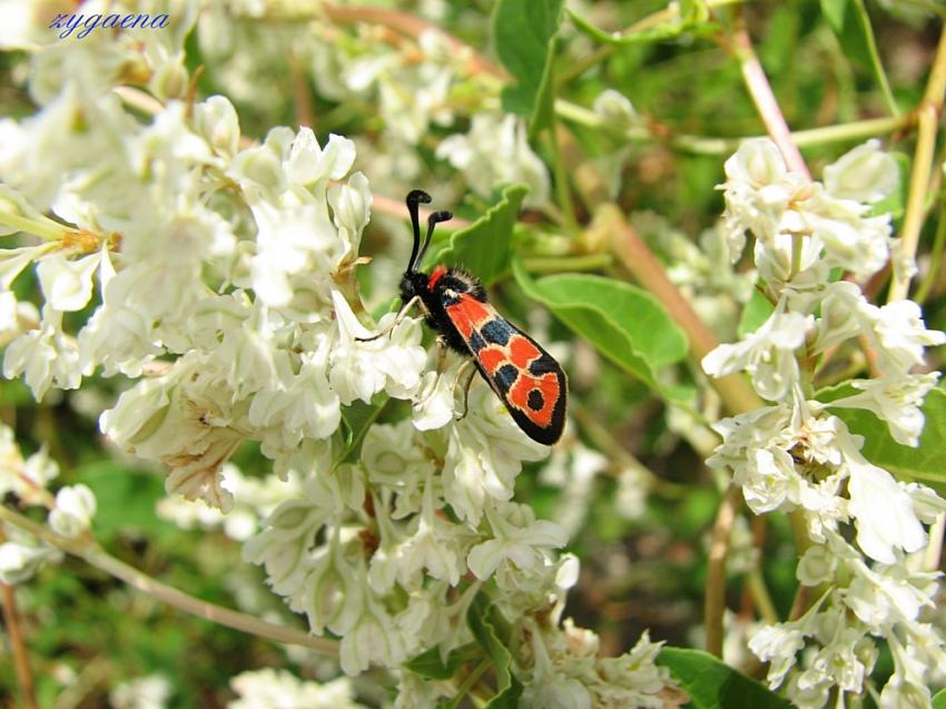 Zygane sur des renoues