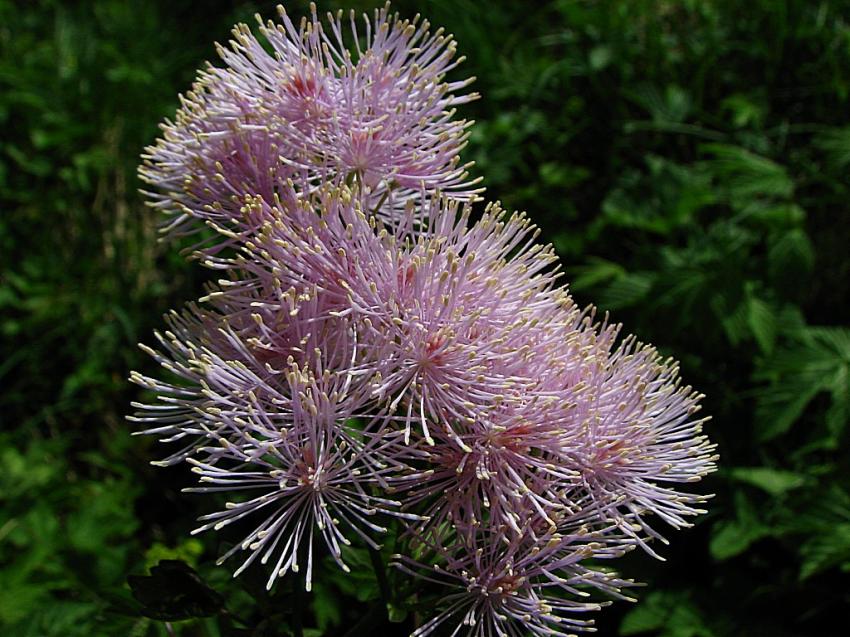 Pygamon a feuilles d'ancolie