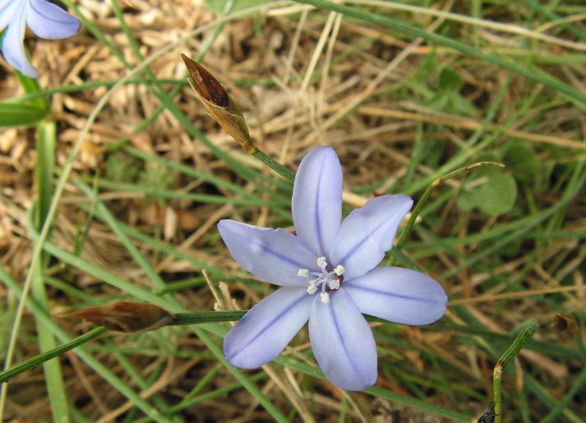 Scille  deux feuilles