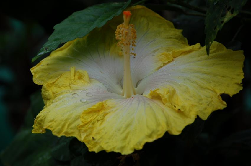 hibiscus