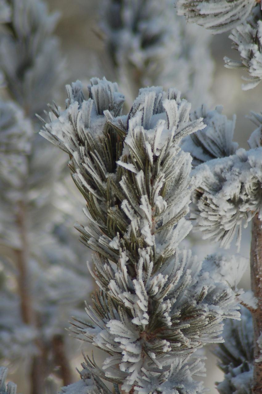 branche d'arbre enneige