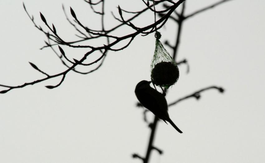 Des oiseaux pour mon bien-