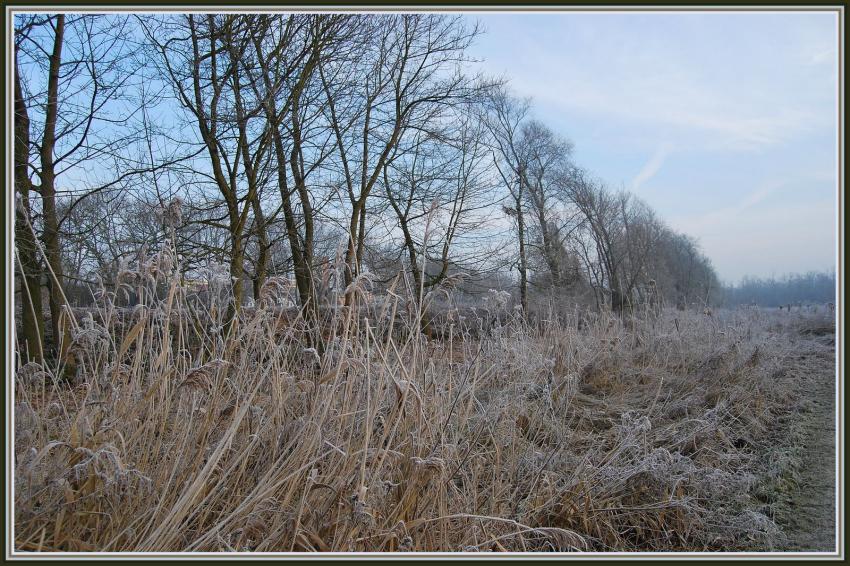 Marais d'Isle  St-Quentin (02)