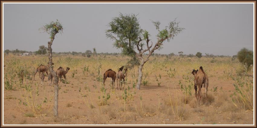 Dromadaires dans le dsert.
