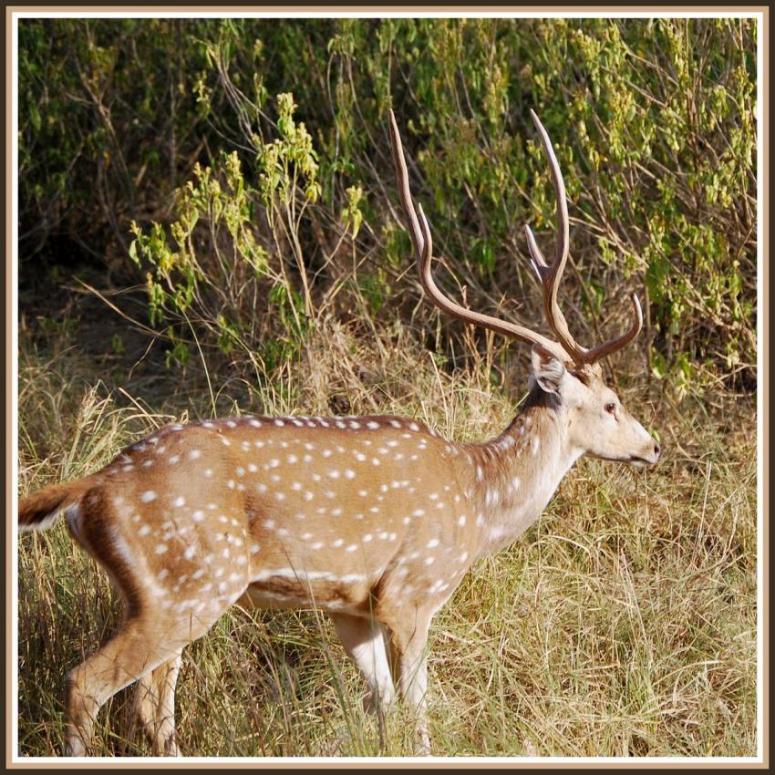 Safari dans le Rajasthan