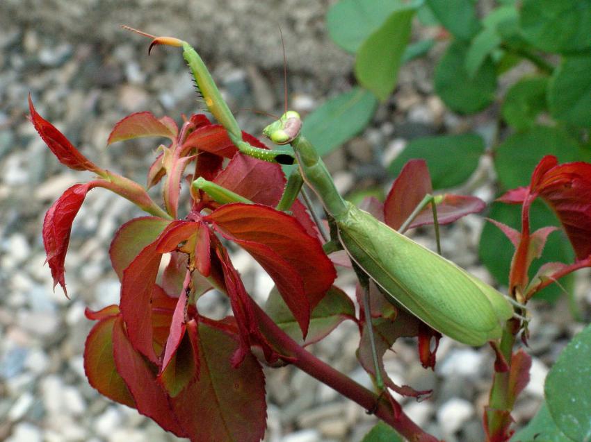 Le chef d'orchestre..