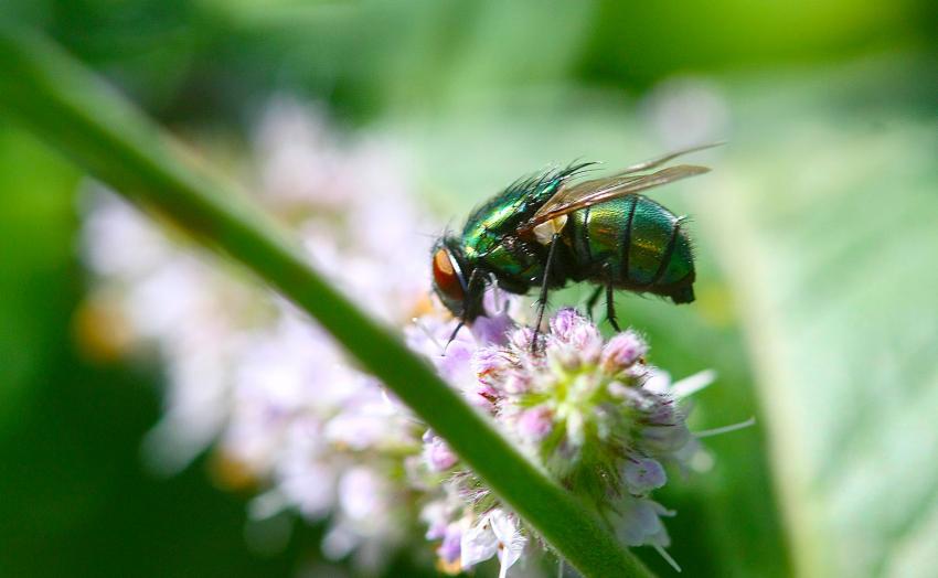 Moi, la mouche, j'aime aussi sentir les belles fle