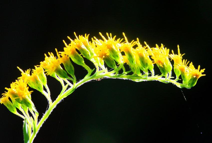 La belle brosse  dents en couleur