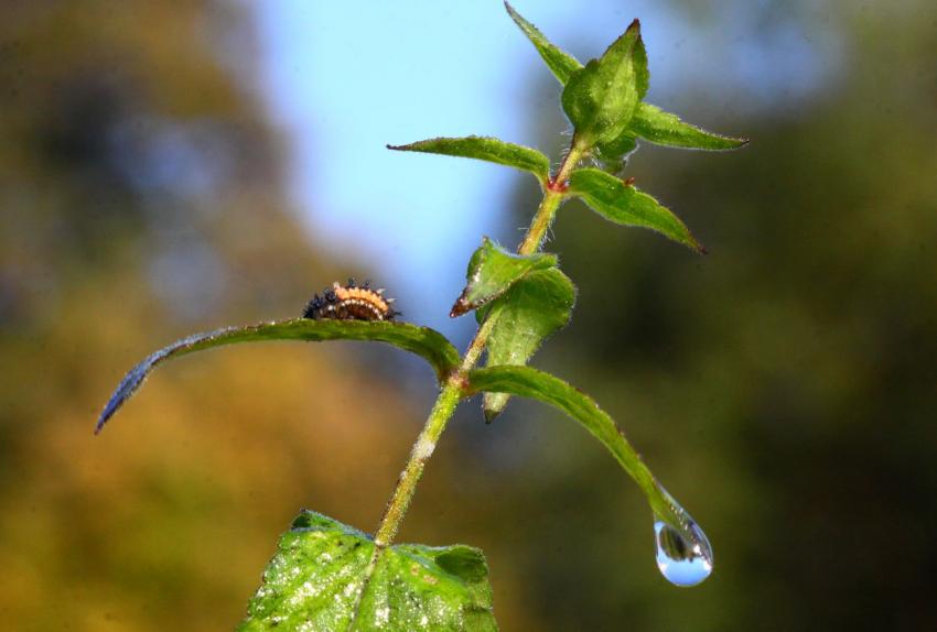 La bbte et la goutte...