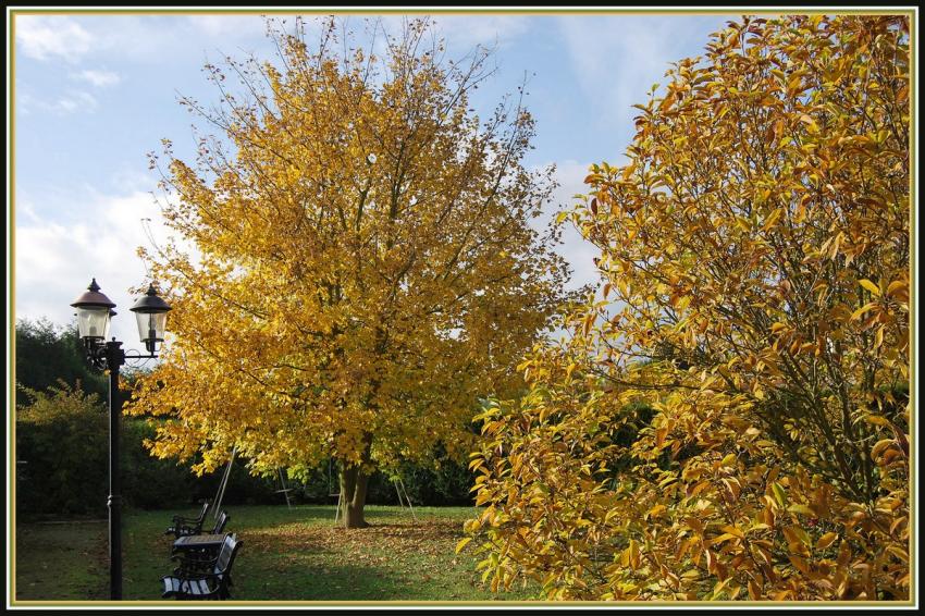 Automne dans mon jardin