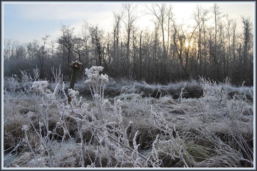 Marais d'Isle  St-Quentin (02)