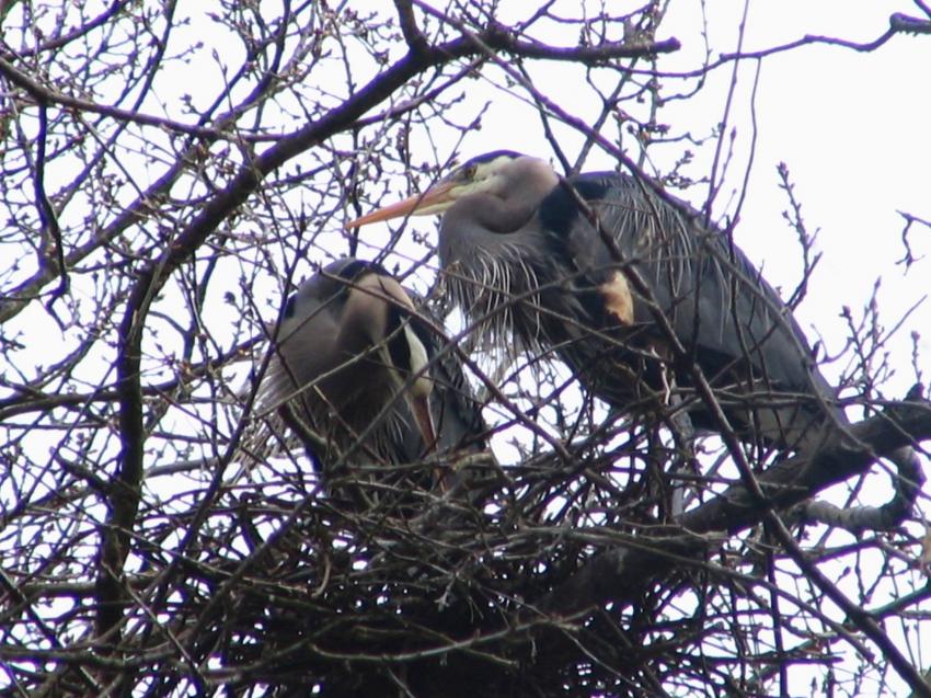 Hrons sur leur nid haut dans les arbres