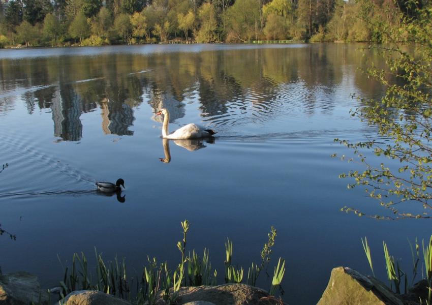 Cygne du Lost Lagoon