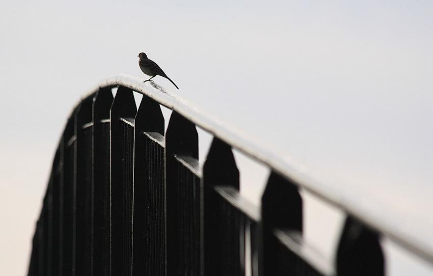 Rampe d'envol (bergeronnette)