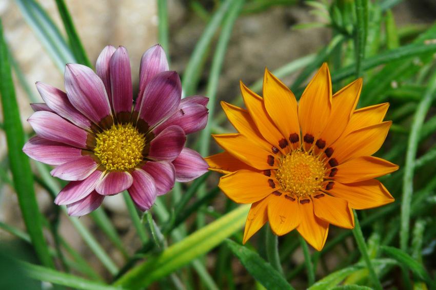 les 2 gazanias et la fourmi