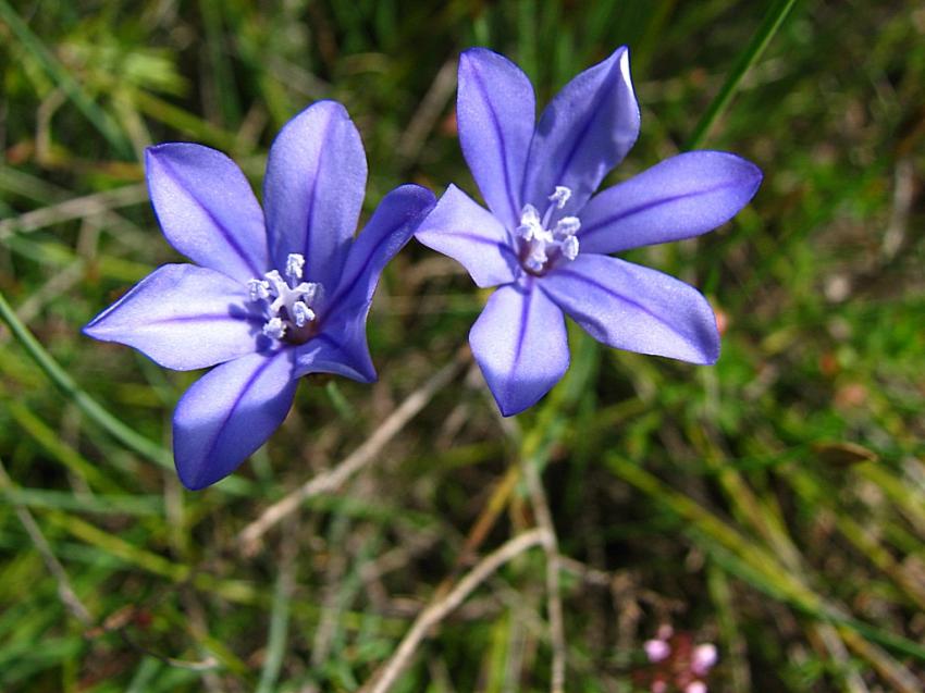 Aphyllande de Montpellier