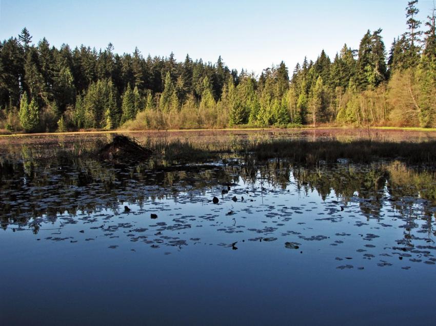 Beaver Lake Vancouver