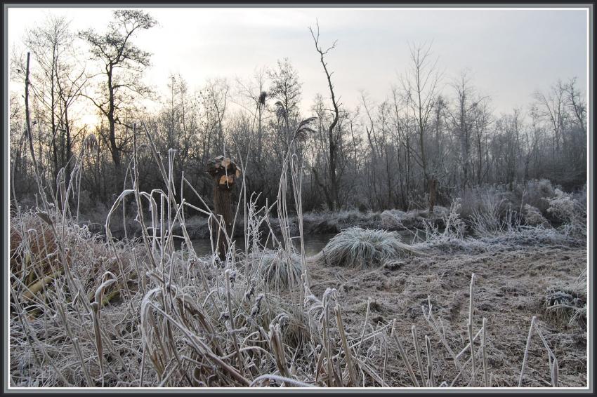 Marais d'Isle  St-Quentin (02)