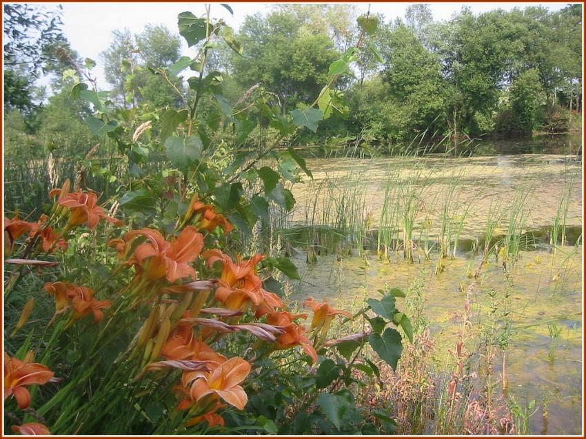 Marcages et Hmrocalles en Bretagne