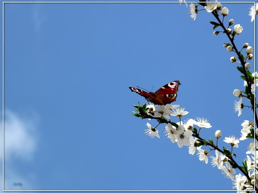 Cerisiers et papillon 3