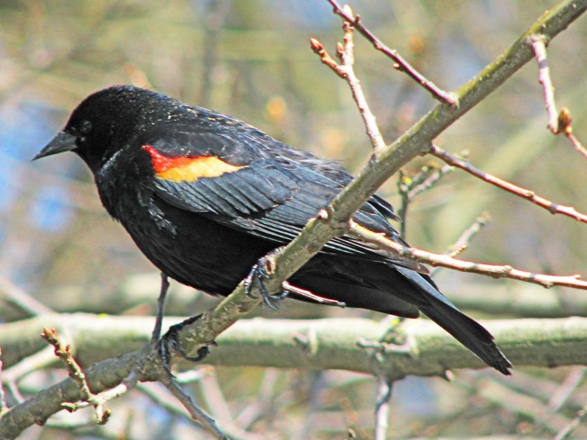 CArouge  paulettes mle