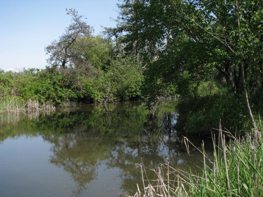 Refuge d'oiseau  Ladner au su\d de Vancouver