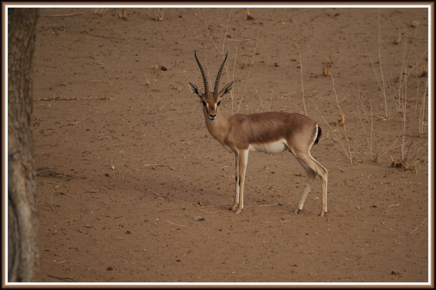 Safari  Manwar - Rajasthan