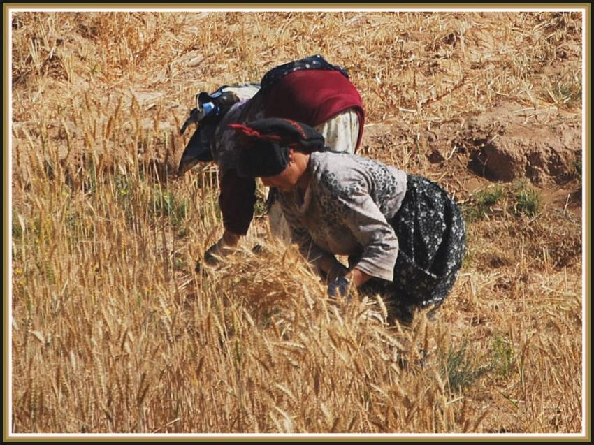 Moisson  Talliouine.