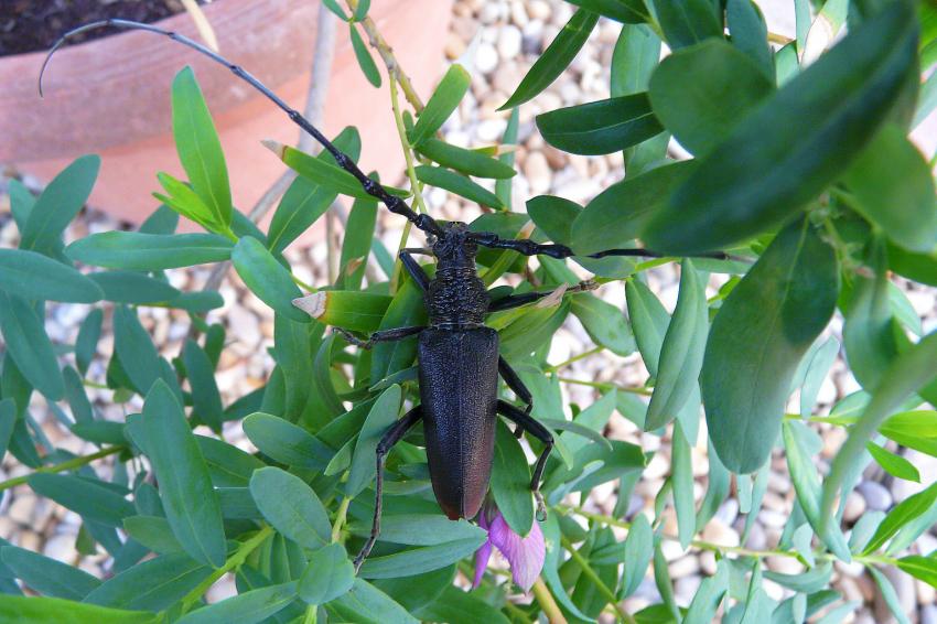 Longicorne : le retour