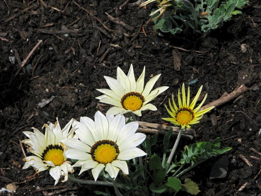 Comme des petits soleils