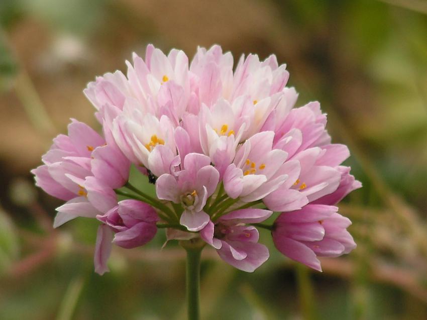 Petite fleur de garrigue