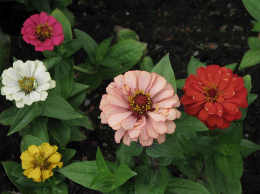 Des zinnias