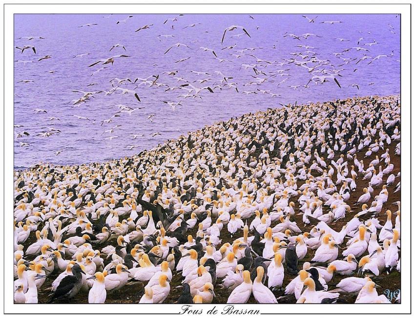 Fous de Bassan (opus3)