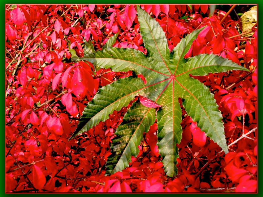 Parc foral de Vincennes