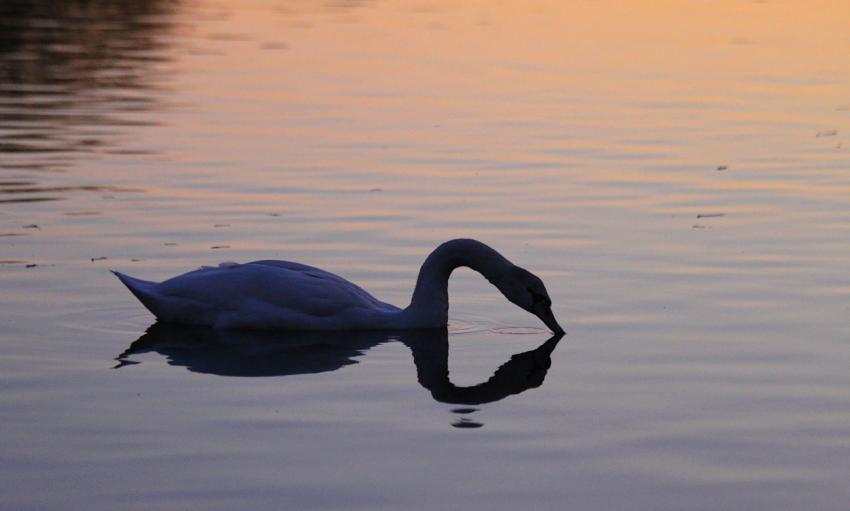 L'eau est frache  cette heure-l !