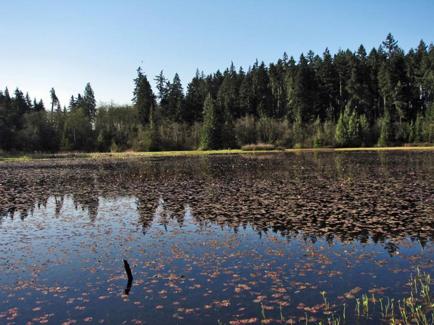 Beaver Lake Vancouver