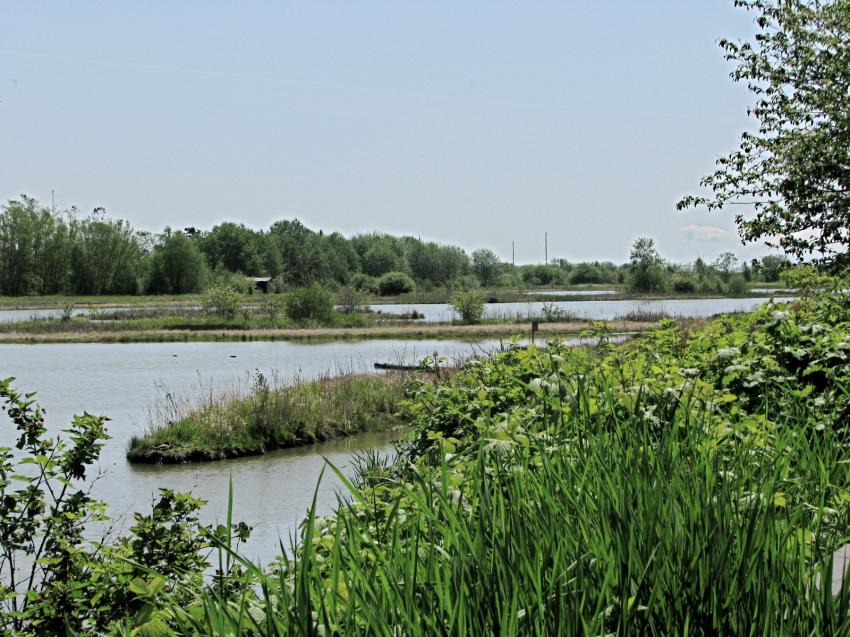 Refuge d'oiseau  Ladner au su\d de Vancouver