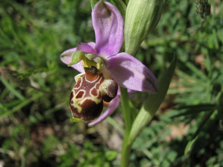 Ophrys bourdon