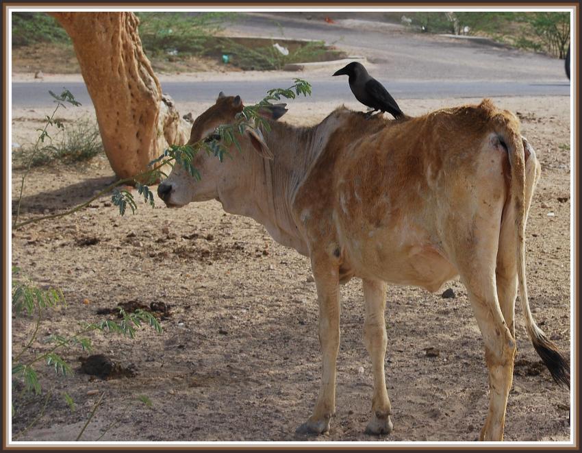 La vache et le corbeau.