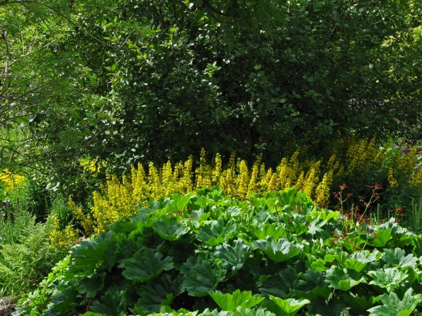 Le dos d'un dinosaure