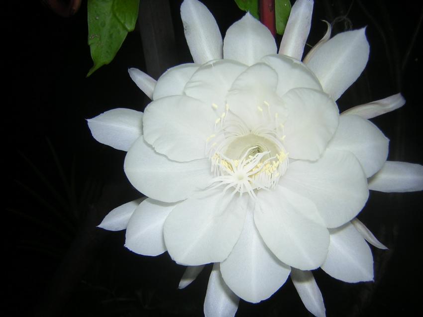 La nuit est noire; pleine floraison