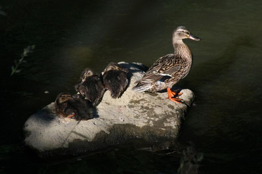 Repos surveill avec les derniers rayons du soleil