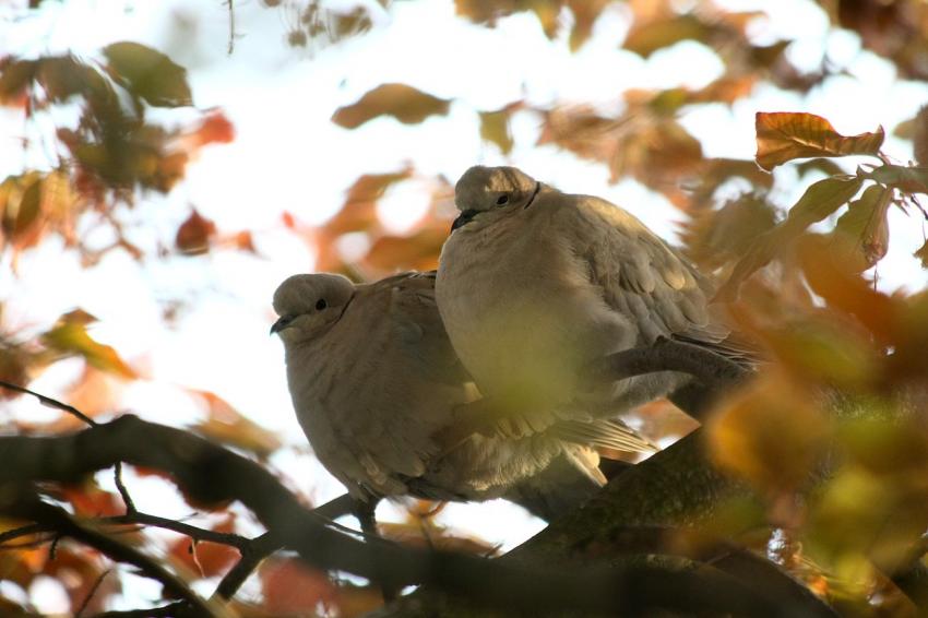 Des oiseaux pour mon bien-