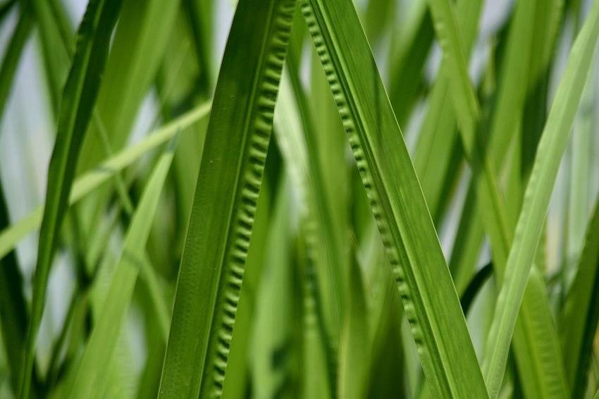 Sur le canal du Rhne au Rhin (4)