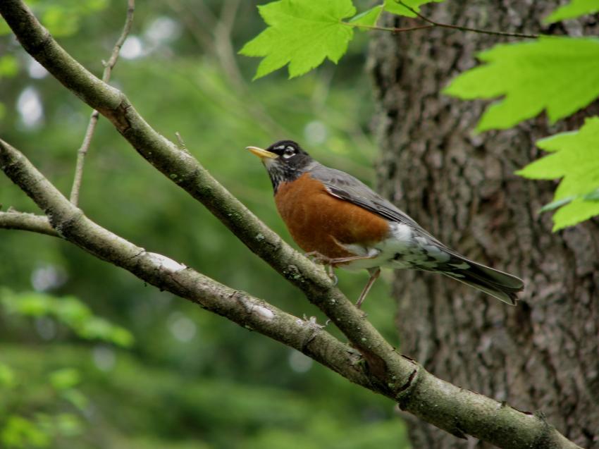Merle nord-amricain - Robin