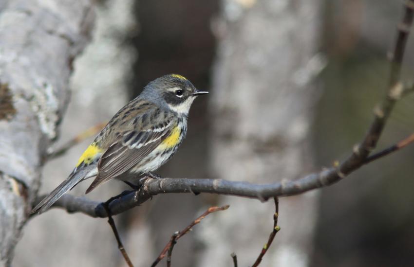 Paruline  croupion jaune.