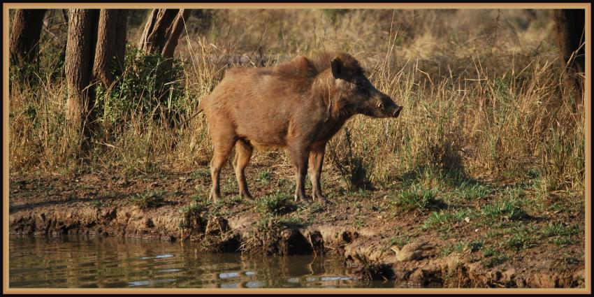 Safari dans le Rajasthan