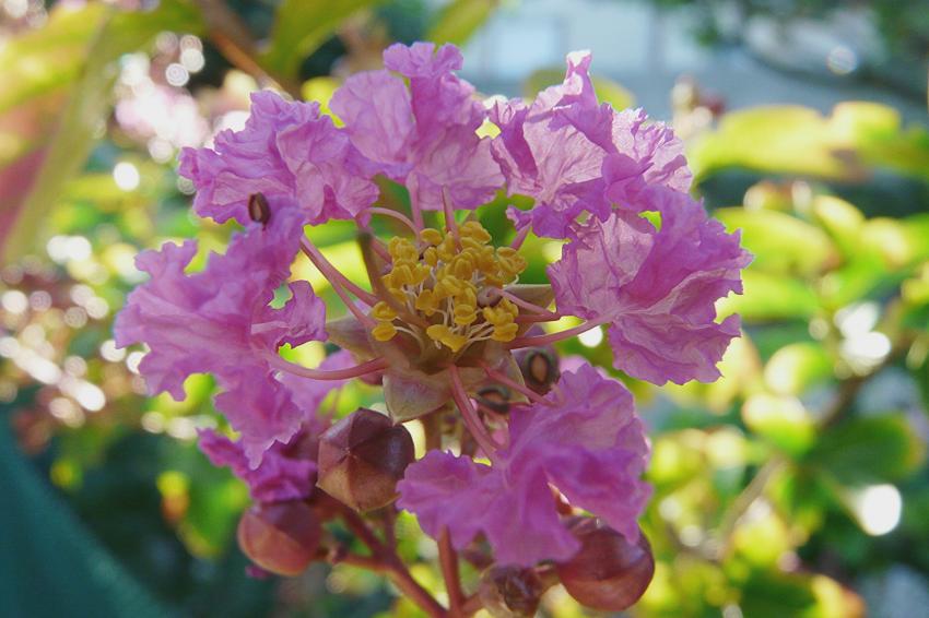 fleur de lilas d't (lagerstroemia)