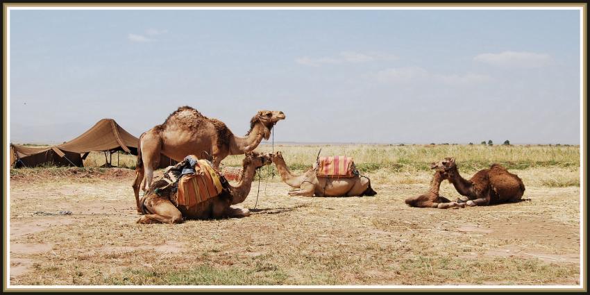 Nomades du dsert